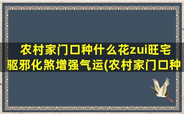 农村家门口种什么花zui旺宅 驱邪化煞增强气运(农村家门口种什么花zui旺宅，驱邪化煞增强气运)